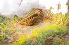 USA- Colorado- Fort Collins. Wilsons snipe in icy winter grass. Art Print